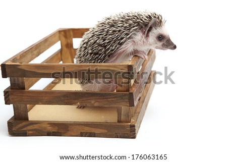 Hedgehog Royalty-Free Stock Photo #176063165