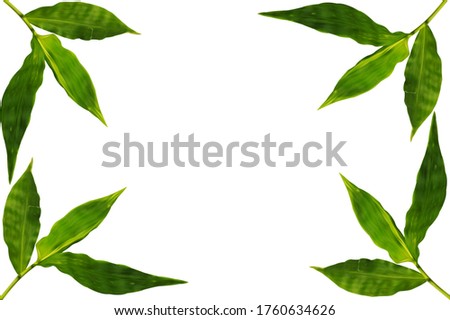 Bamboo background with place for text. Realistic  with green bamboo stems with leaves.