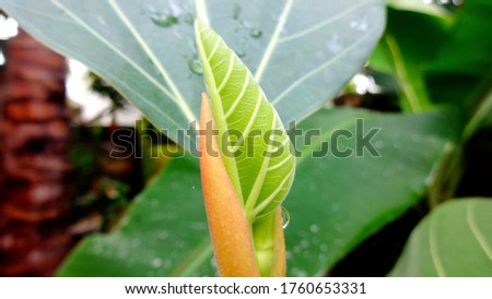Closeup green leaf plant Photography