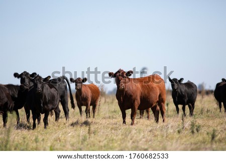 Farming Ranch Angus and Hereford Cattle Royalty-Free Stock Photo #1760682533