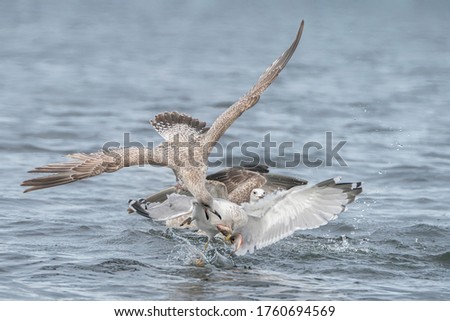 A group off Caspian Gulls (Larus cachinnans) fight grapple with each other as they try to steal fish. Oder delta in Poland, europe.