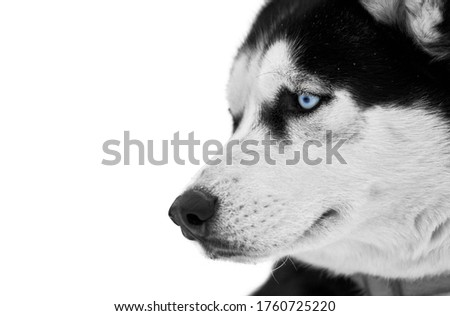 Husky dog face with blue eyes, isolated. Siberian husky dog breed white background, muzzle portrait. Isolated funny pet for design or advertisement. Black and white photo