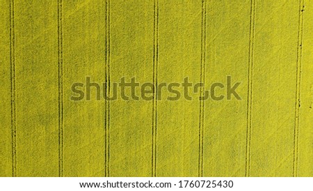 Canola field from above - aerial