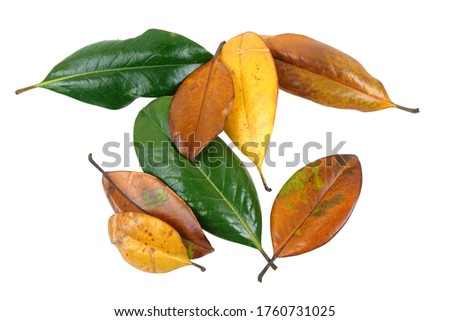Yellow, green and orange leaves of magnolia tree isolated on a white background