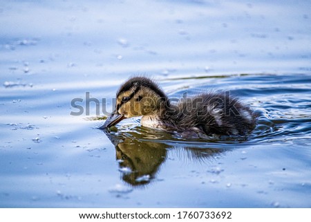Duck swimming in the water