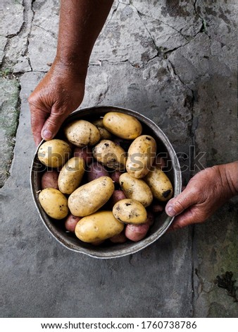 Young potatoes in iron plate with man hands on dark stone background. Summer harvest. Selective focus. Toned image. Mobile photo