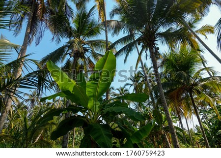 Countless coconuts hanging on coconut trees (Cocos nucifera) - Coconut and Banana plantation 