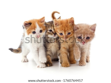Group little kittens isolated on a white background.