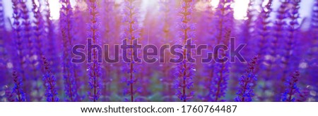 Violet lavender field at soft light. Sunset over a violet lavender field. Landscape with lavender flowers at sunlight, sunny colors and blur background. Violet lavender banner.