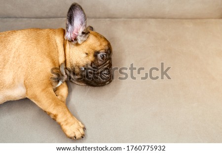 French Bulldog puppy lay on sofa. The puppy looking to the camera. side view Royalty-Free Stock Photo #1760775932