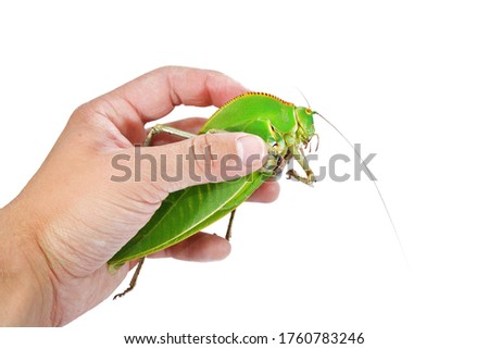 Unique huge green grasshopper (Tettigoniidae) Siliquofera grandis in a hand, isolated on white background, close-up. Insect conservation of New Guinea, Australia. Entomology, education, research