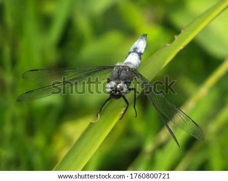 Macro picture of a dragonfly that sits on a leaf