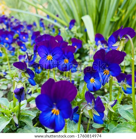 Very colorful pansies on green background
