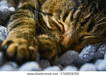 a sleeping cat of a forest color on a gray blanket extended its paws forward
