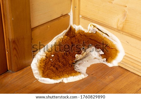 A large growing fungus (Serpula lacrymans) on the walls and floor of a residential building; it is the most destructive fungus attacking wooden elements in structures. Close-up, macro Royalty-Free Stock Photo #1760829890
