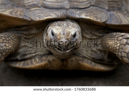Background image of animals, portrait of a giant turtle close-up