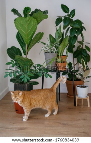 Red cat pet on a wooden floor among indoor green plants in a cozy house. Homemade potted garden. On white background.