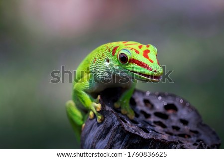 Beautiful color madagascar giant day gecko on dry bud, animal closeup Royalty-Free Stock Photo #1760836625