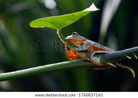 Flying frog sitting on green leaves, beautiful tree frog on green leaves, rachophorus reinwardtii, Javan tree frog on branch