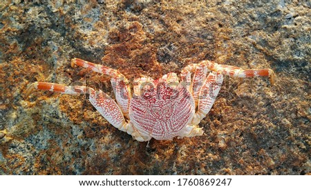 The Grapsidae are a family of crabs known variously as marsh crabs, shore crabs, or talon crabs 