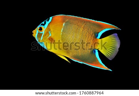 Beautiful Queen angelfish (gold angel, blue angel, yellow angel) on isolated black background
Holacanthus ciliaris is marine fish in Pomacanthidae family.