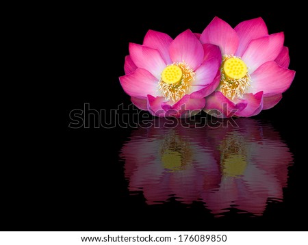 Indian lotus mirror reflection on black background