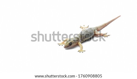 Hemidactylus or small gecko on white background
