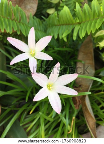 Image of rain lily flower in the pot.