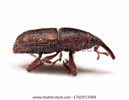 Macro Photography of Rice Weevil or Sitophilus Oryzae Isolated on White Background