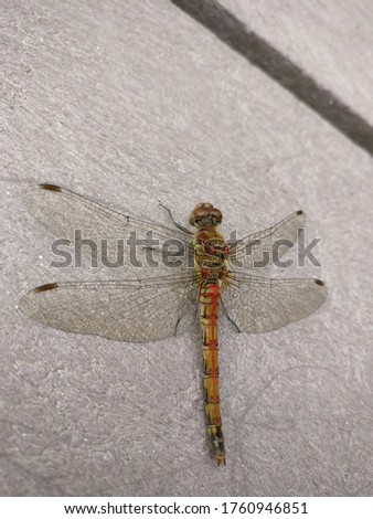 Large close-up picture of insect with large wings