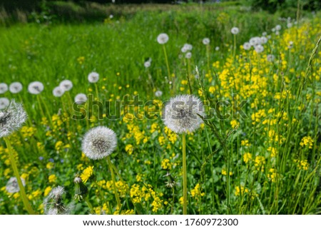 Dandelion stands in the grass next to her an umbrellaless dandelion.