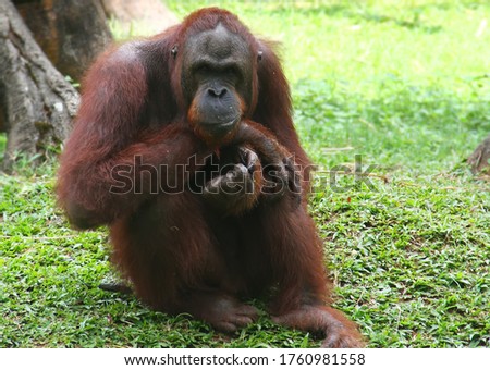 
The pose of an orangutan sitting when his picture is taken