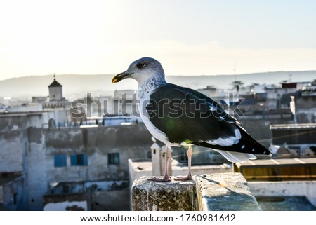 seagull on post, beautiful photo digital picture