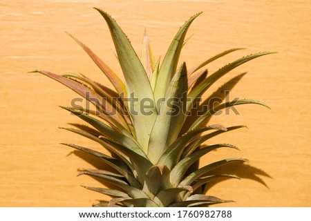Fresh MD2 pineapple leaves on rough background. Among the highest sales in Malaysia.