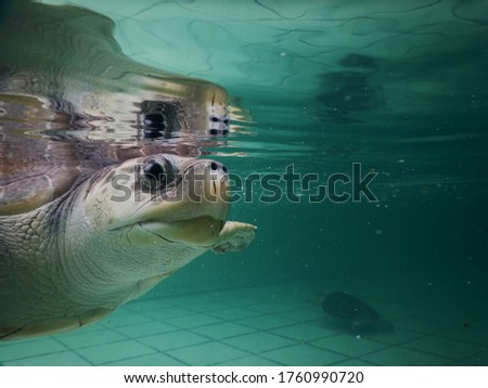 Turtle rehabilitate in sanctuary pool 