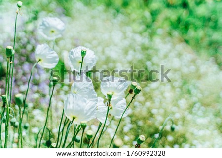 white poppies on the background of a blooming meadow