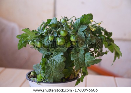 Home Growing vegetables in apartment balcony container (pots), spices, herbs and tomatoes garden in planter (window box). seeding plant unripe green small cherry tomatoes. urban gardening ideas Royalty-Free Stock Photo #1760996606