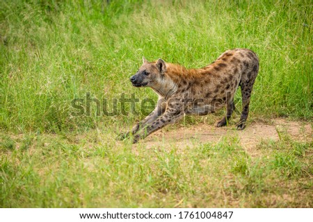 Portrait of a spotted hyaena (Crocuta crocuta) relaxing on a road in the Kruger National Park, South Africa.
