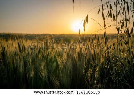 Wild oat heads silhouetted against the fiery orb of the sun and backlit wheat field at sunset in an atmospheric agricultural landscape Royalty-Free Stock Photo #1761006158