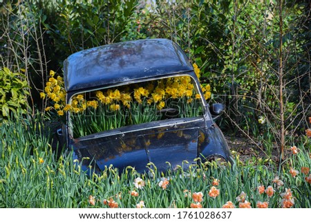 Flower bed of yellow Narcissus Jonquilla inside an old vintage car in a field of flowers Royalty-Free Stock Photo #1761028637