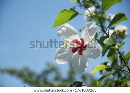 Beautiful blooming white hibiscus flower on blue sky background. 