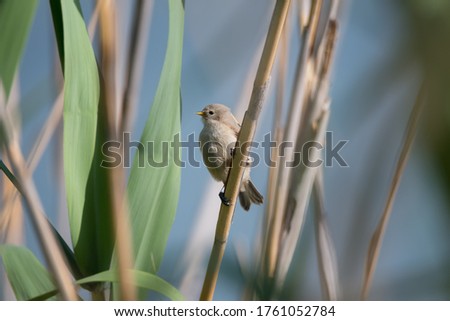 Young small gray with brown wings and yellow beak bird European penduline tit (Remiz pendulinus) sits on the reeds