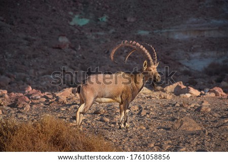 Nubian ibex a desert dwelling goat (capra ibex, capra nubiana) biblical animal in Judean (Judea) desert and the Negev, southern Israel. black and white image, animal in nature reserve (wildlife) Royalty-Free Stock Photo #1761058856