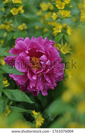 pink peony in yellow flowers