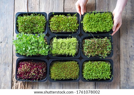 Microgreens growing background with microgreen sprouts on the wooden table. Top view. Royalty-Free Stock Photo #1761078002