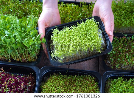 Microgreens growing background with microgreen sprouts in female hands Royalty-Free Stock Photo #1761081326