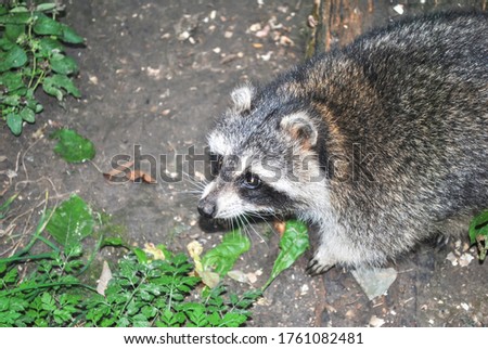 Fatty raccoon walking at night. Portrait of Procyon lotor wild animal in dark forest
