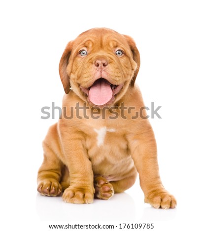 Bordeaux puppy dog sitting in front. isolated on white background Royalty-Free Stock Photo #176109785
