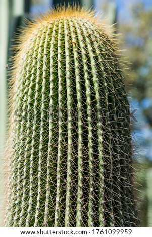 Cactus is very beautiful tree. Cactus is a wild tree but some people planted in gardens. World over people love cactus.