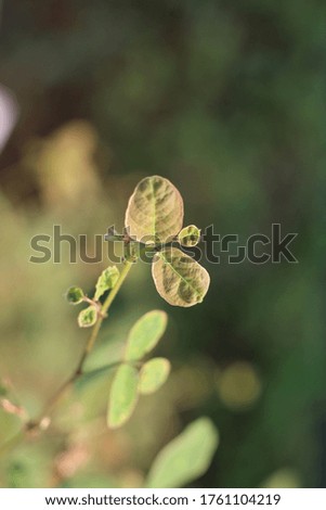 wild plants that are green and become small photographic objects.